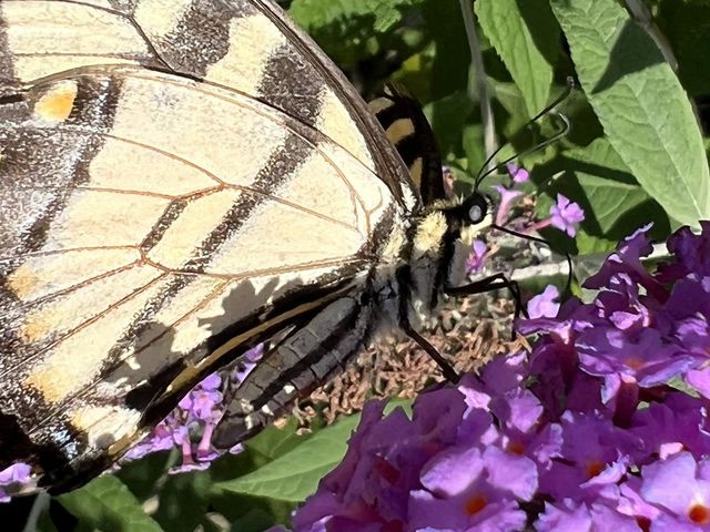 Yellow butterfly 