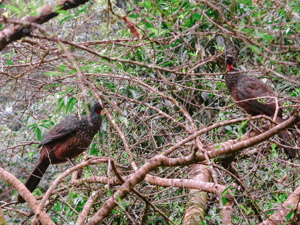 Jacu Birds at São Francisco Xavier Mountains, Brazil. The Birds are in Trees.