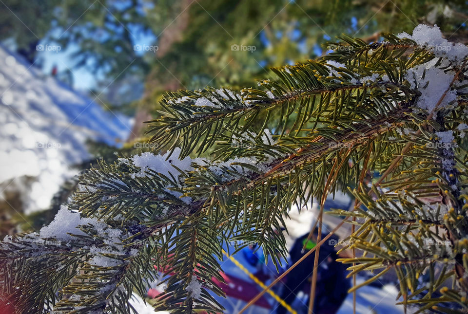 Snow on the pine tree