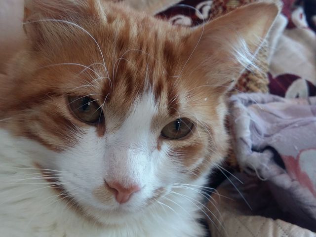 cat