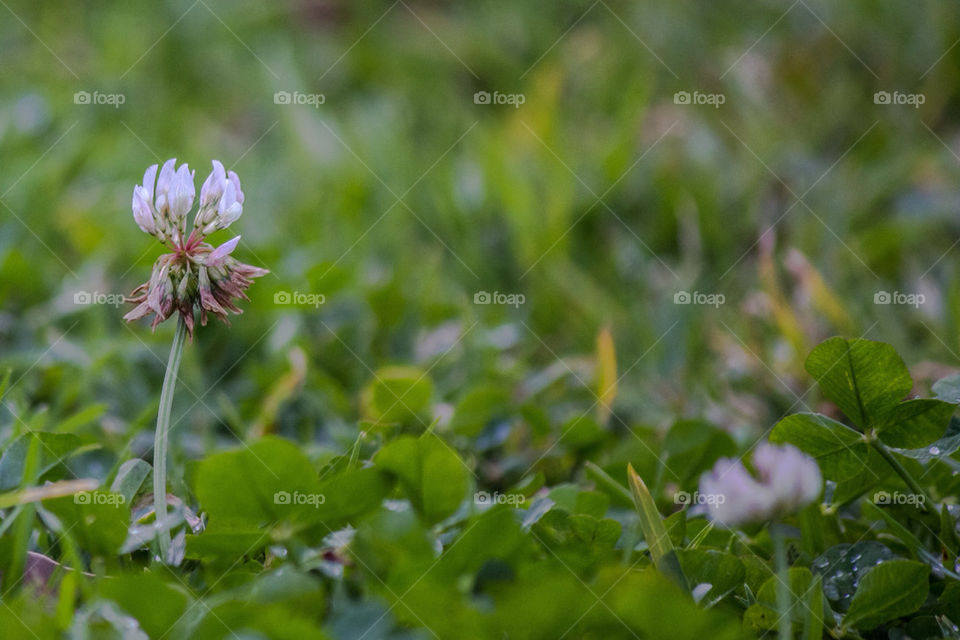 green spring nature flower by laconic
