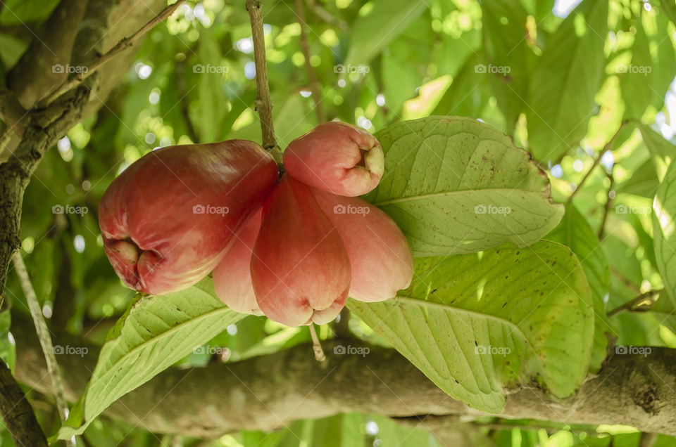 Otaheite Apples On Tree