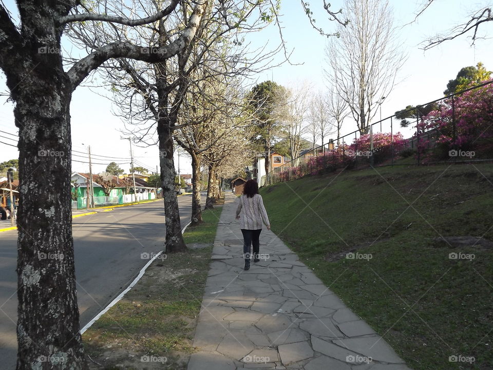 Tree, Road, Landscape, Park, Environment