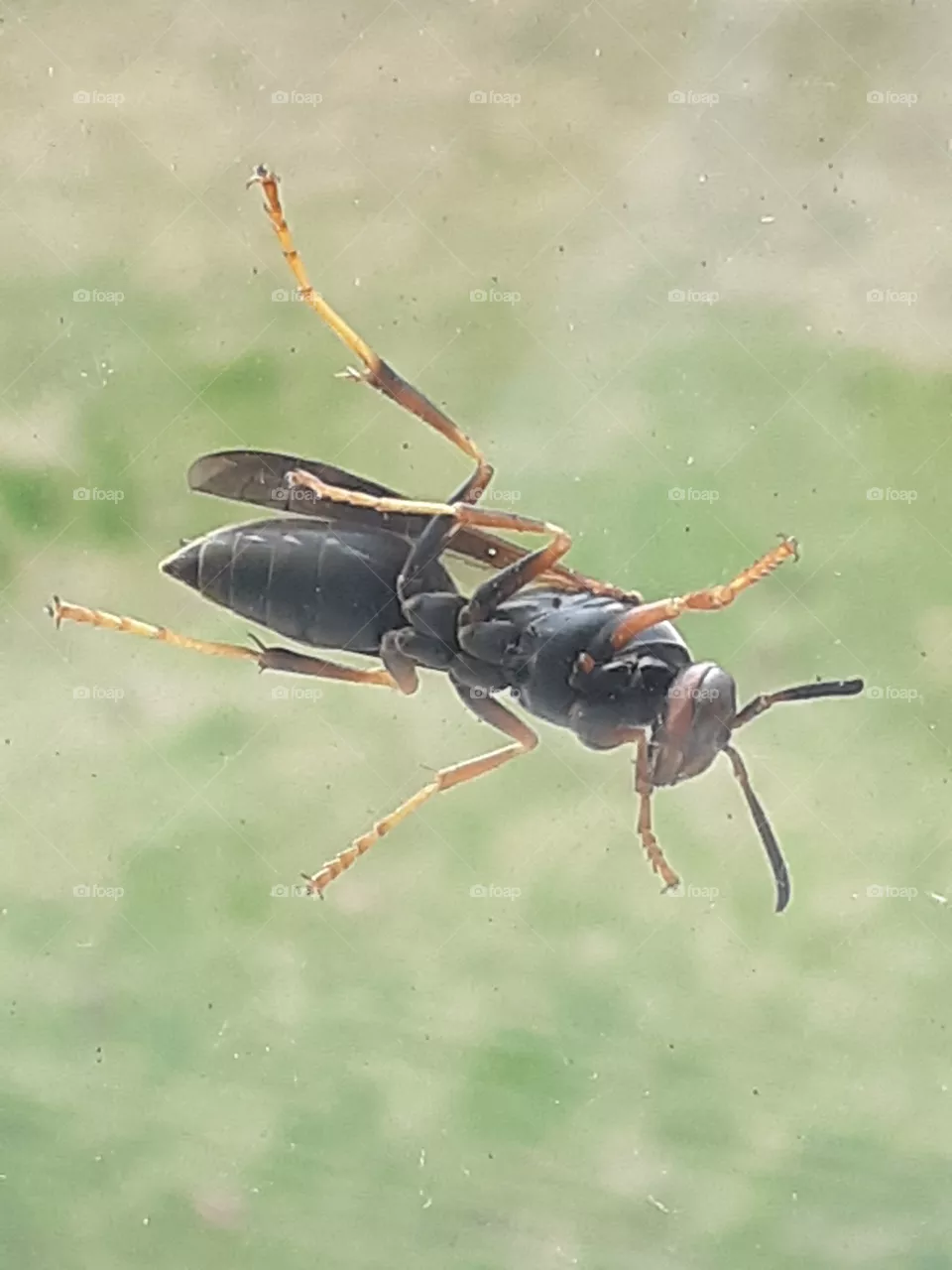 wasp