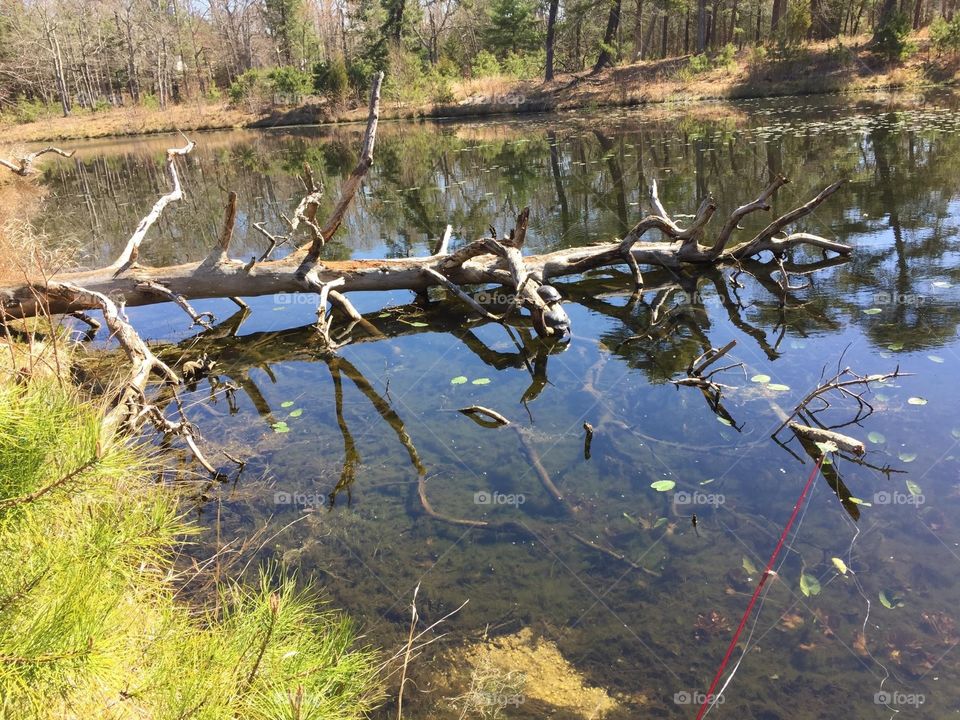 Turtles. Turtles on log