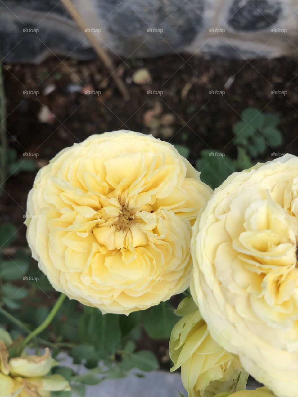 Pale yellow rose
