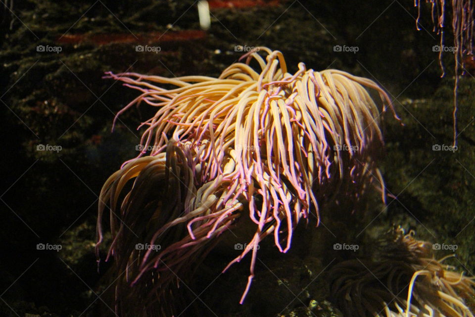 Sea anemone moves tentacles dragged by the current. Pink, orange and yellow gives color to the backdrops.

It is found in the Genoa aquarium.