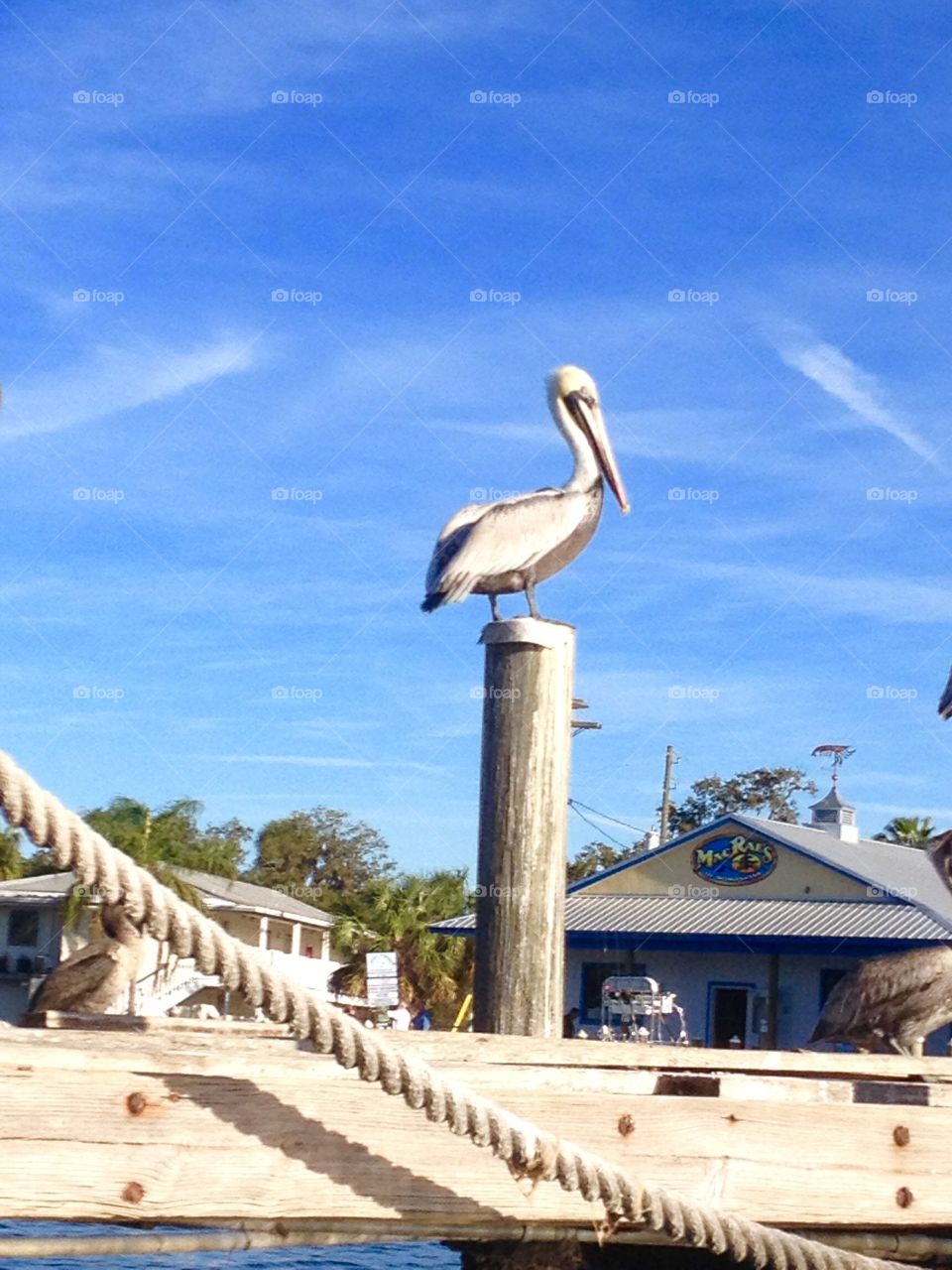 Pelican on a post