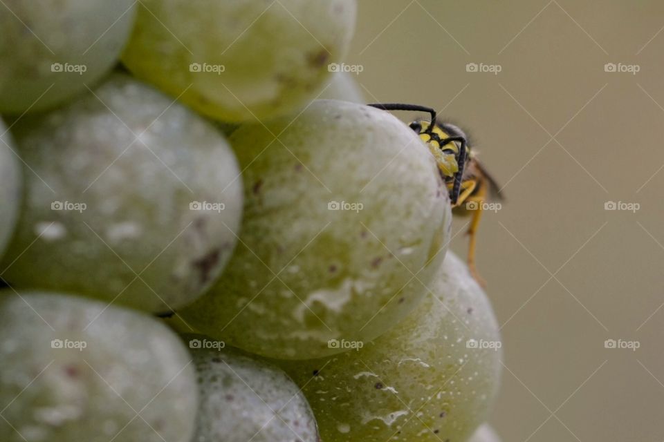 White Wine Grapes. Wasp feeding from white wine grapes