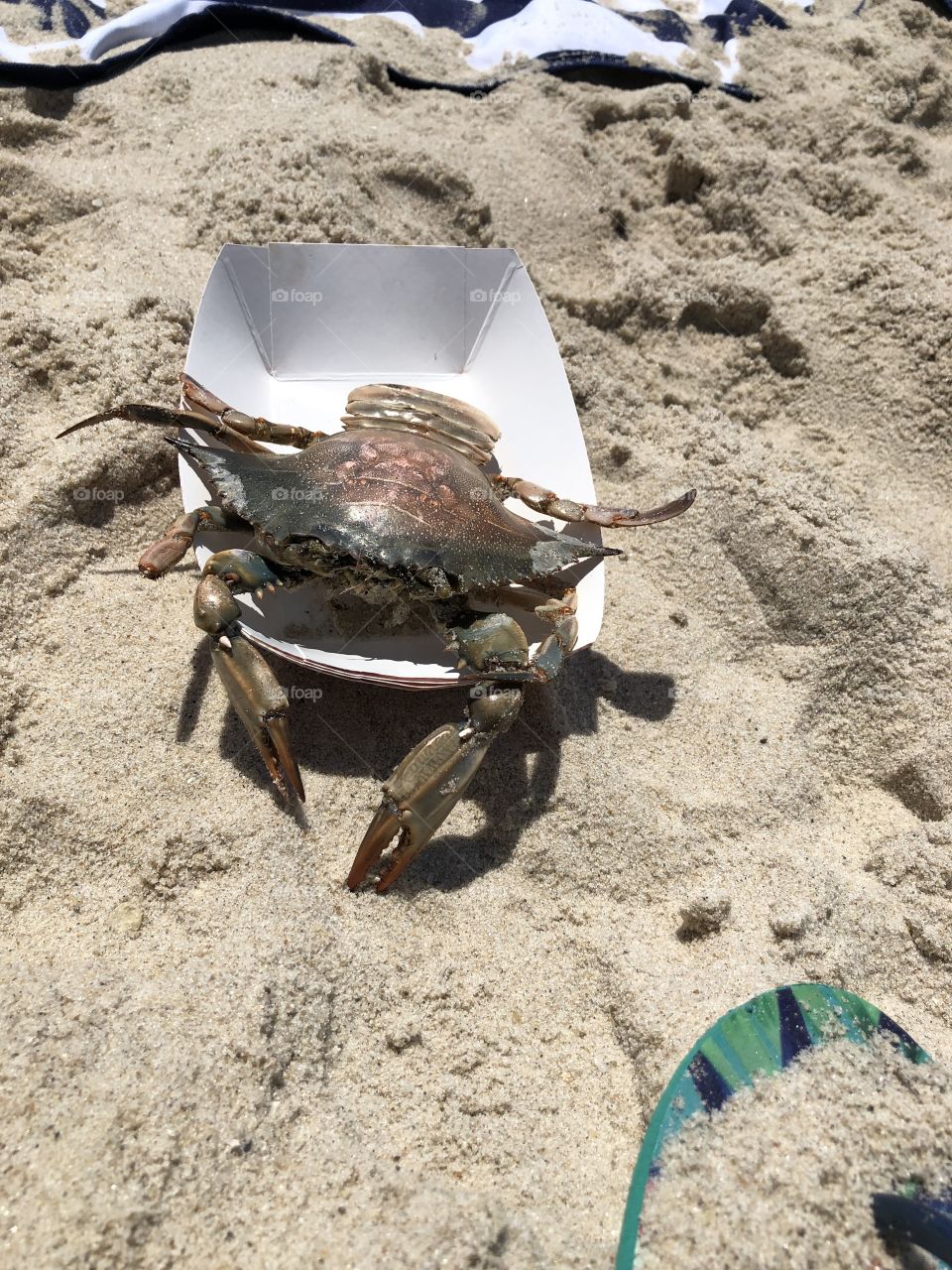 Crab on the beach 