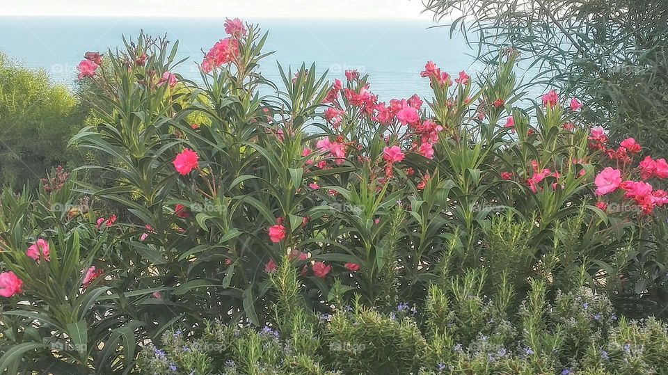 fiori e mare