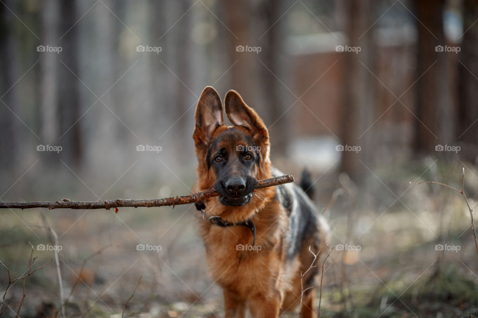 German shepherd young male dog walking outdoor at spring day