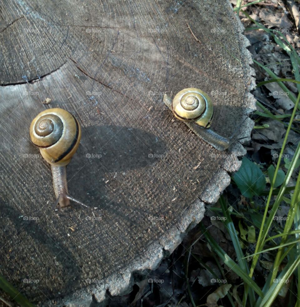 Old, Nature, Desktop, Garden, Closeup