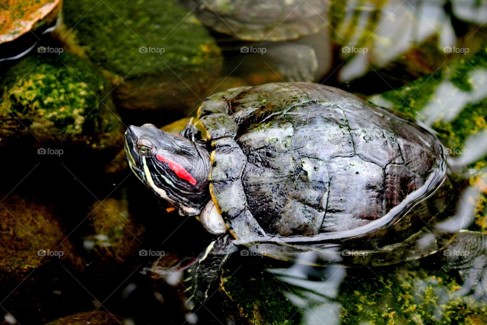 Tropical friend - turtle