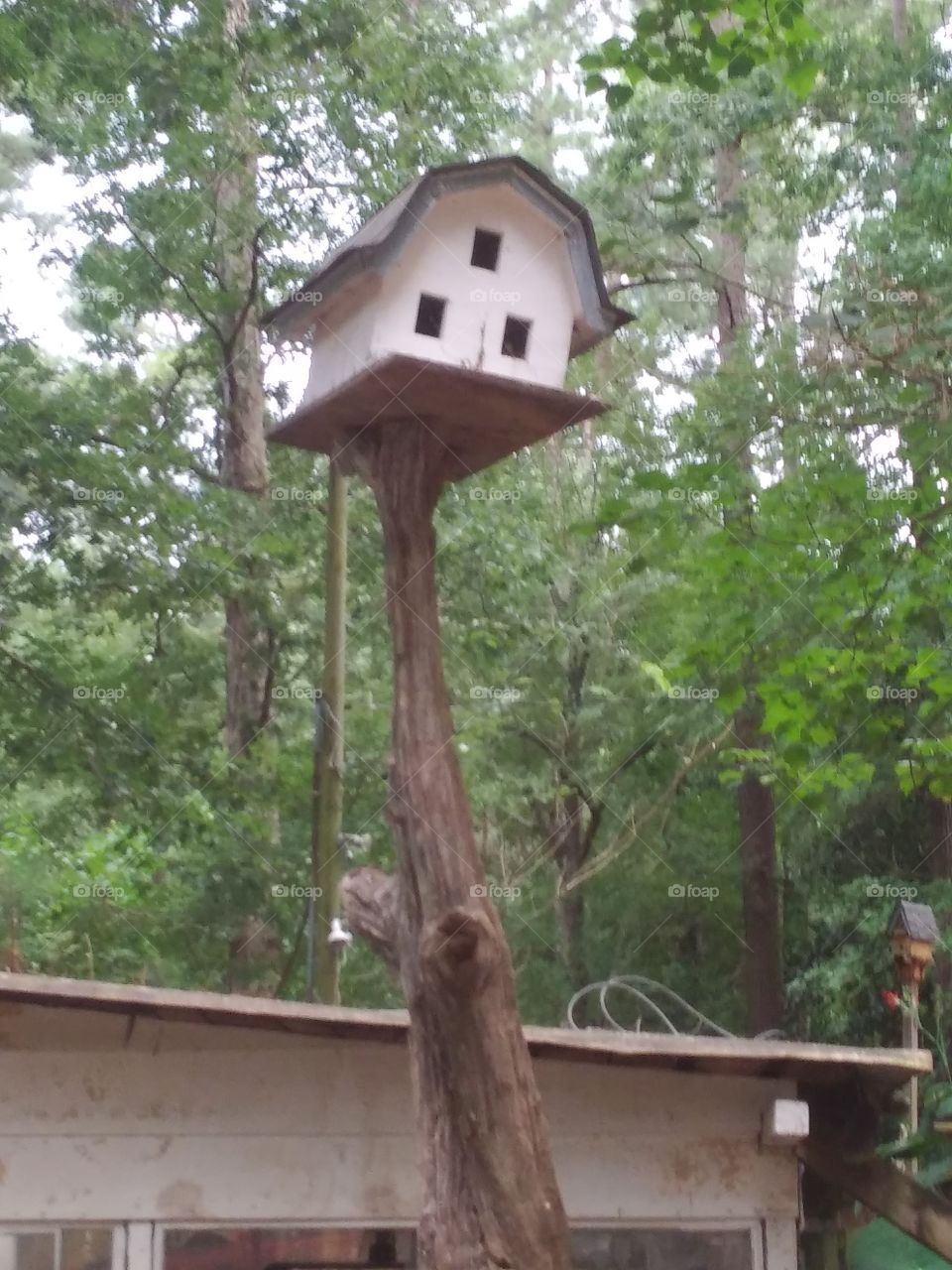 crazy Bird house