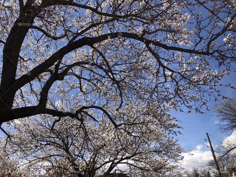 Apricot Tree