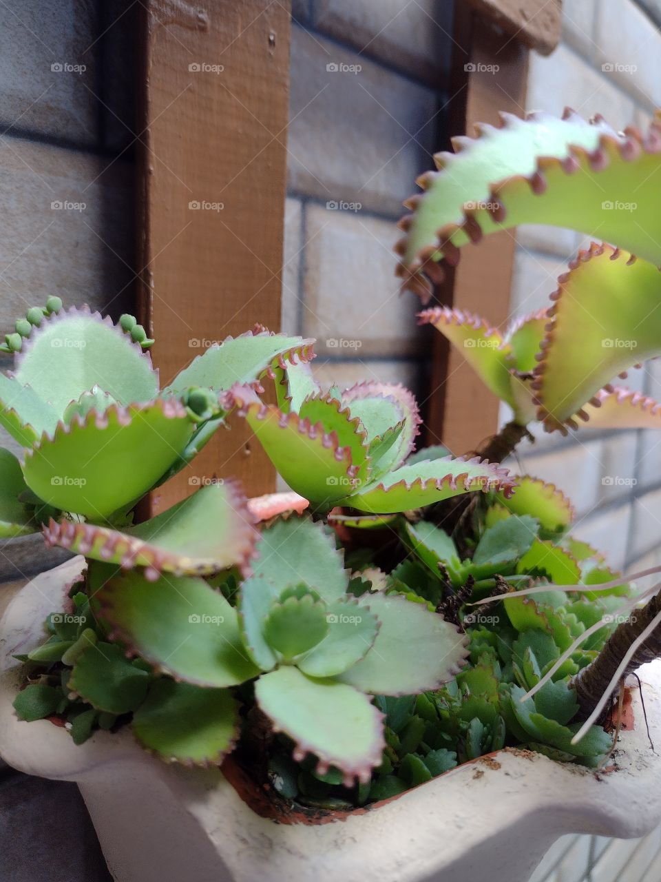 suculentas do jardim vertical