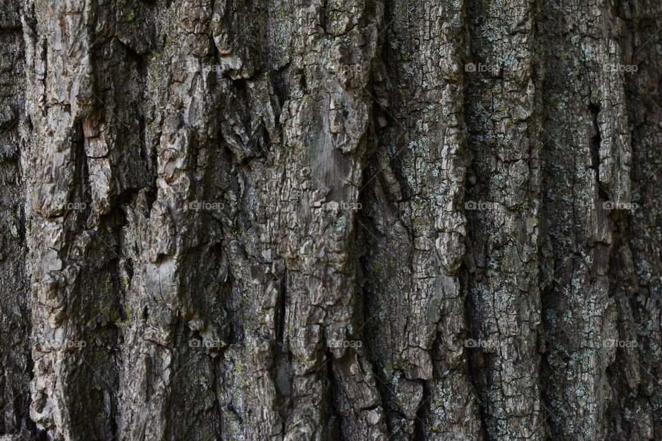 Tree bark texture