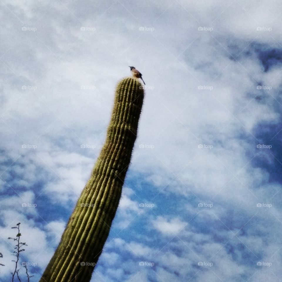 cactus bird. neat bird in AZ