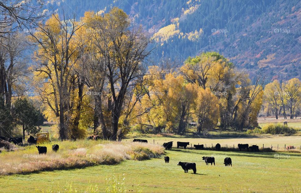 Cows gather in a field one crisp fall morning in western Colorado
