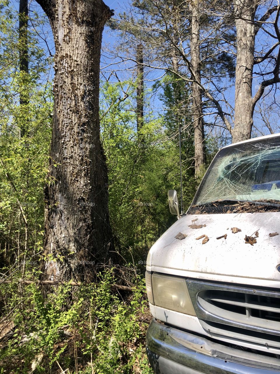 Old white truck with broken windshield in the woods 