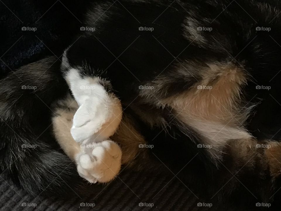 Kitty feet curled 