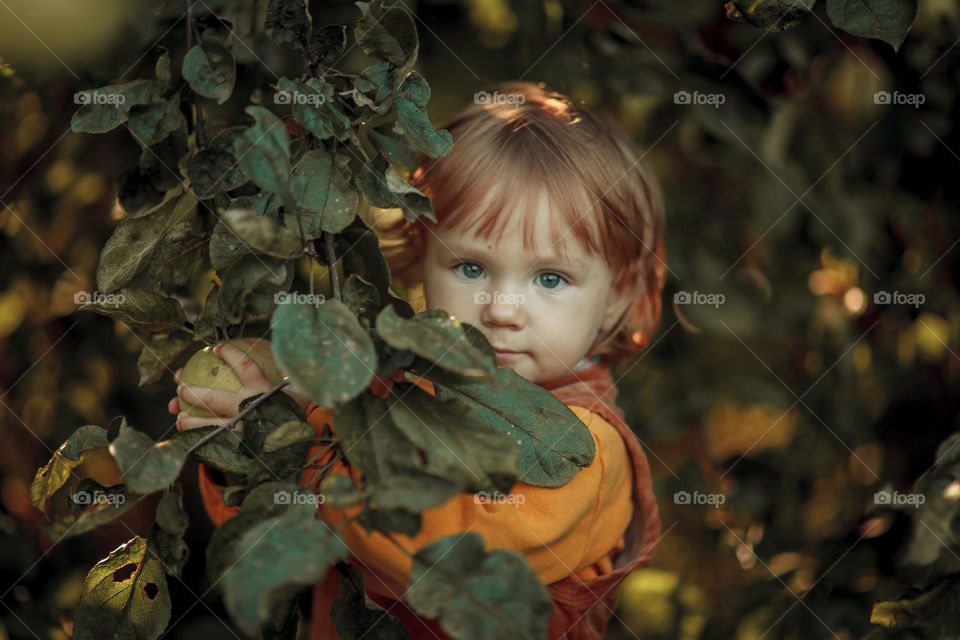 Little girl in apple tree 