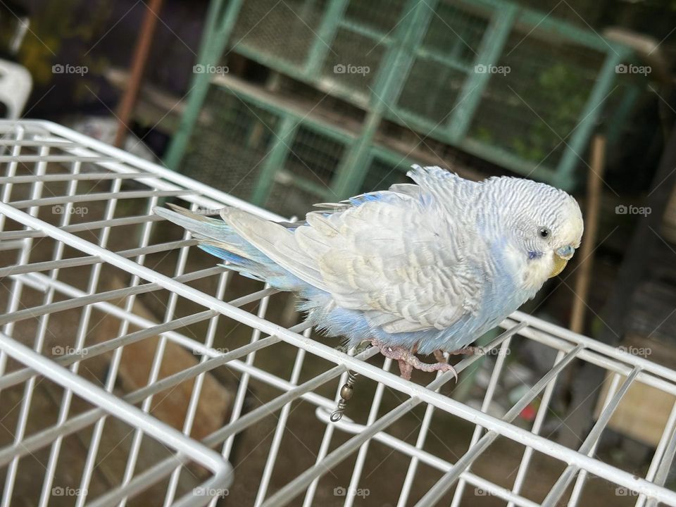 Budgerigar bird soft grey and light blue spangle and yellow head