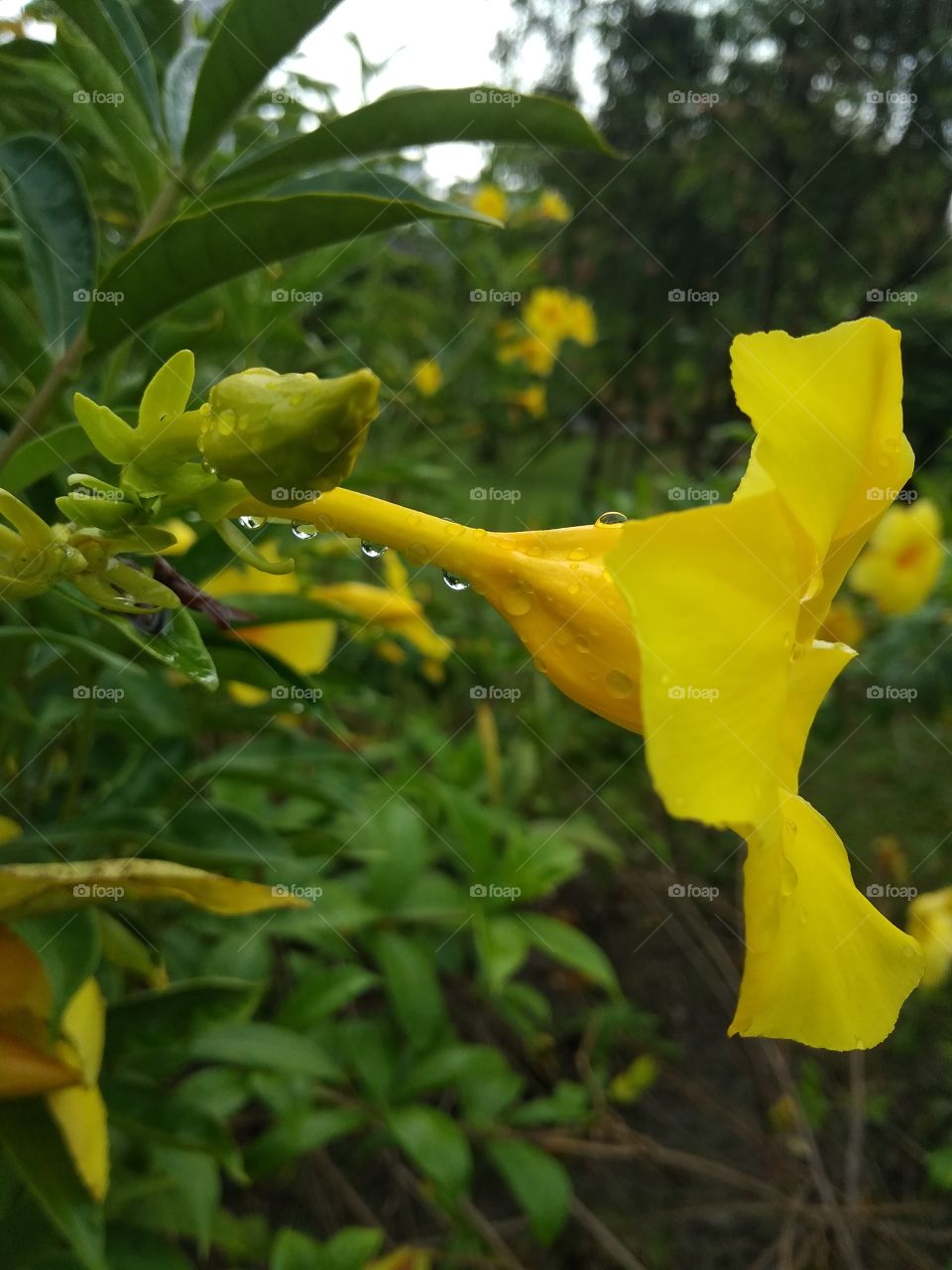 yellow flower rainy drop