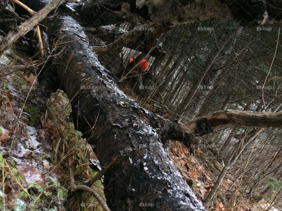 Jacob deer hunting with the 223