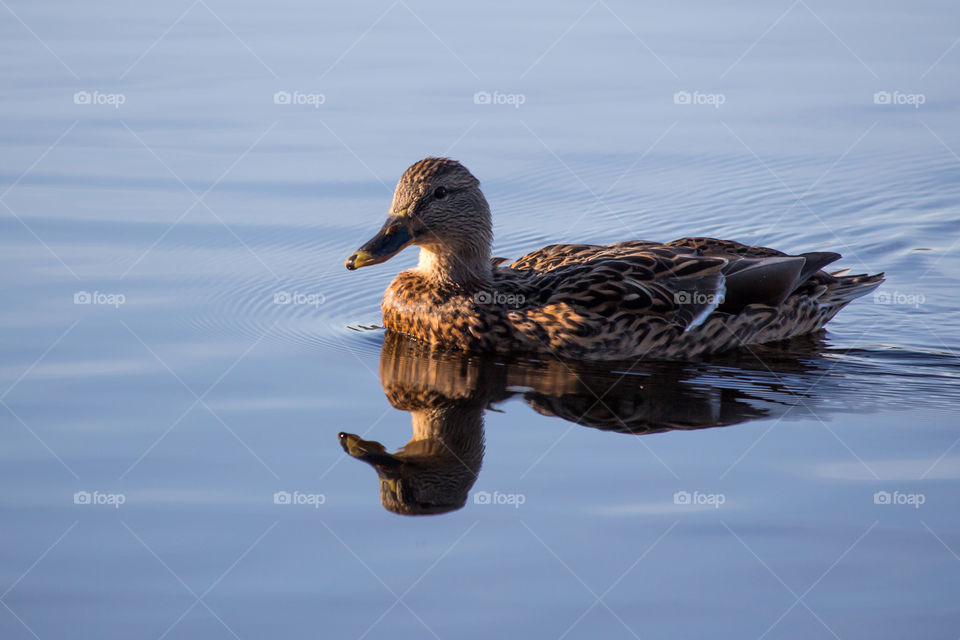 Mallard duck reflection calm lake - and reflektion spegelblank sjö