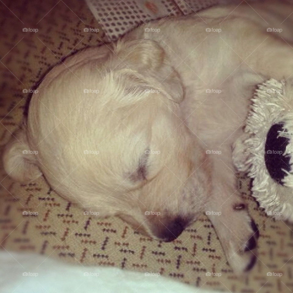 pretty dog cute puppy by Zita