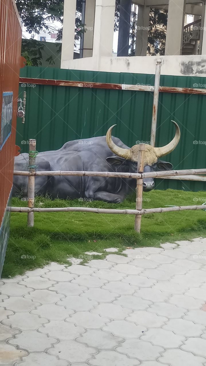 The bull is very very beautyfull and nice click