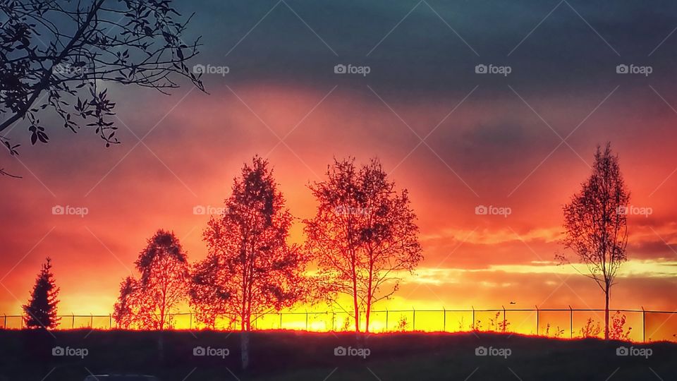 sunset with silhouette of trees