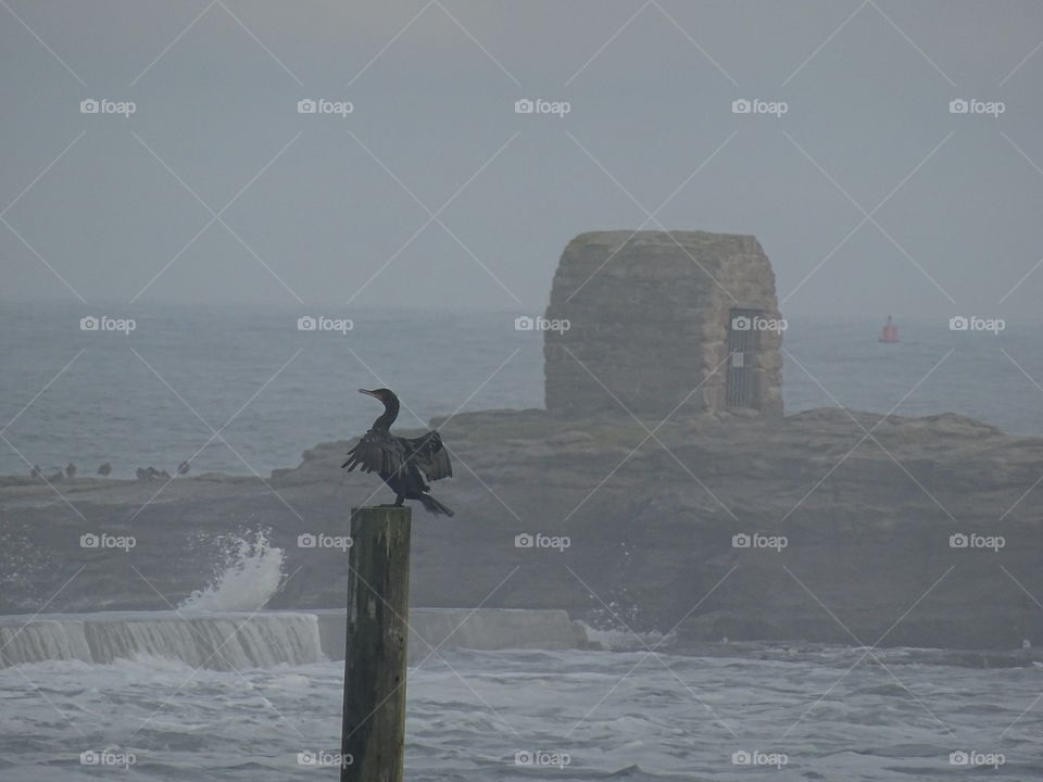 cormorant in northsunderland Harbour