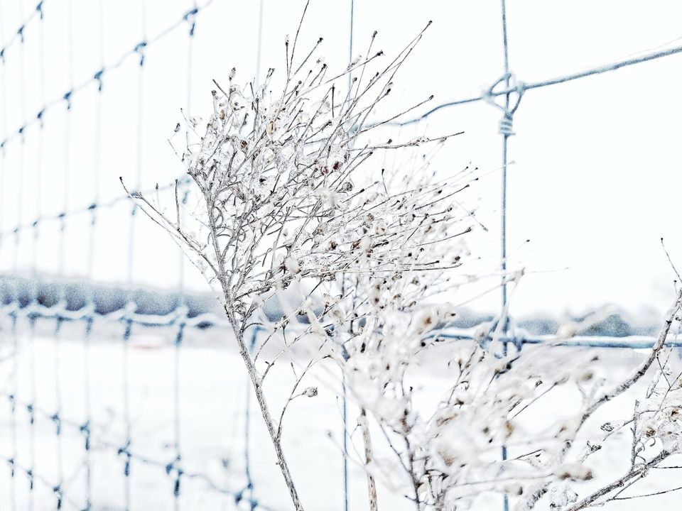 Weed in the Snow