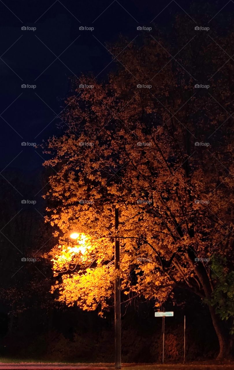 Yellow leaves on a tree in the evening light