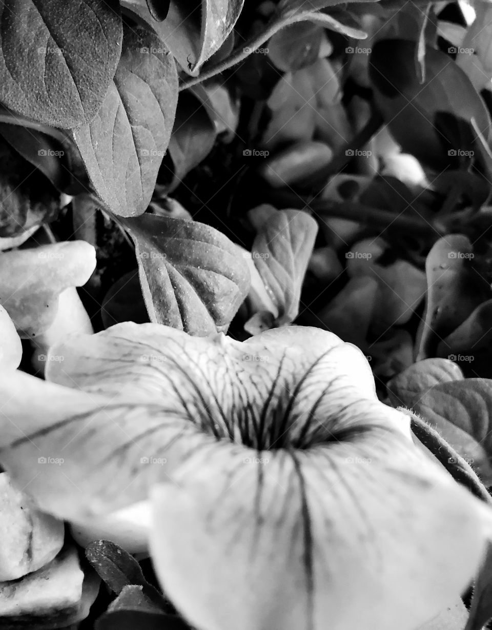flowers, black and white, still life, grey, floral.