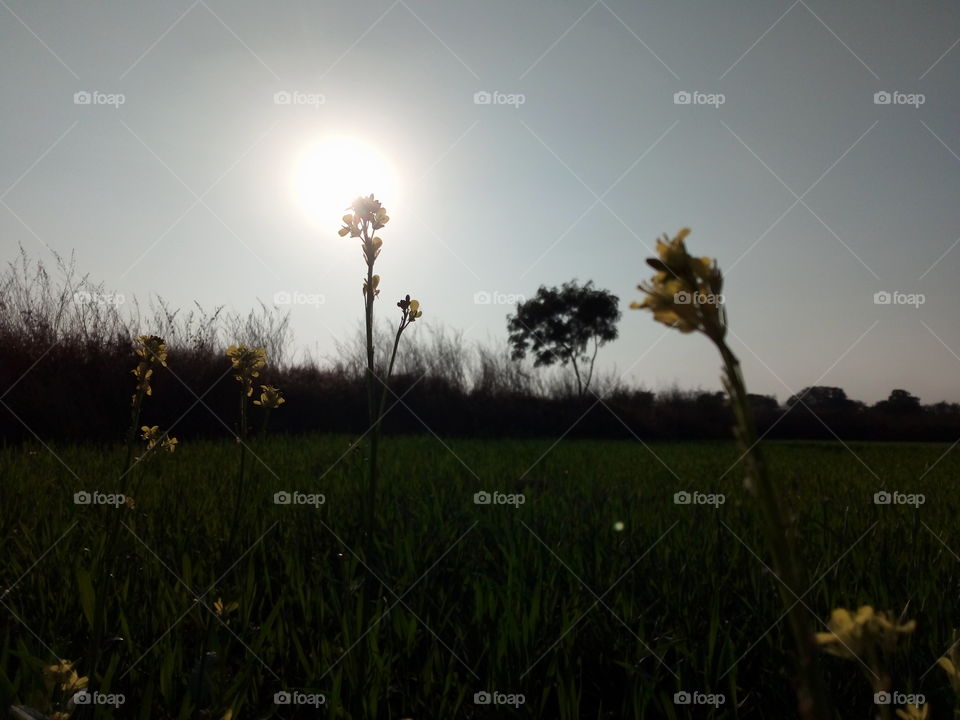 flower Sun down image