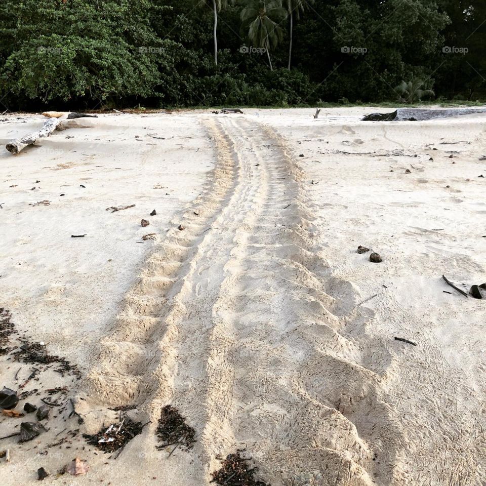 Turtle trail, Satang Island, Sarawak 