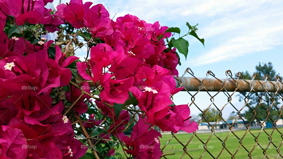 Climbing Bougainvillea . Red Climbing Bougainvillea on chain link fence