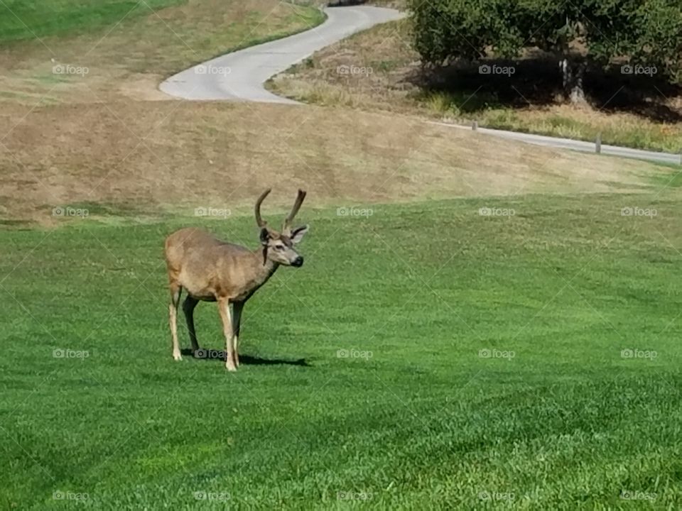 deer on a golf course