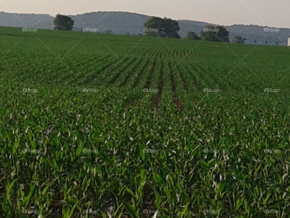 Rows. the corn is finally making progress