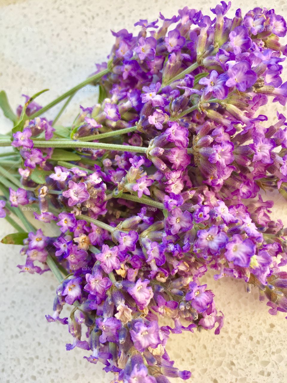 Purple Lavender 