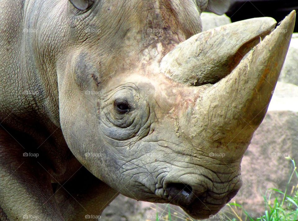 Rhinoceros Close-up