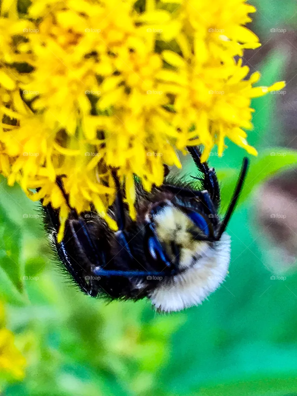 Morning Bee