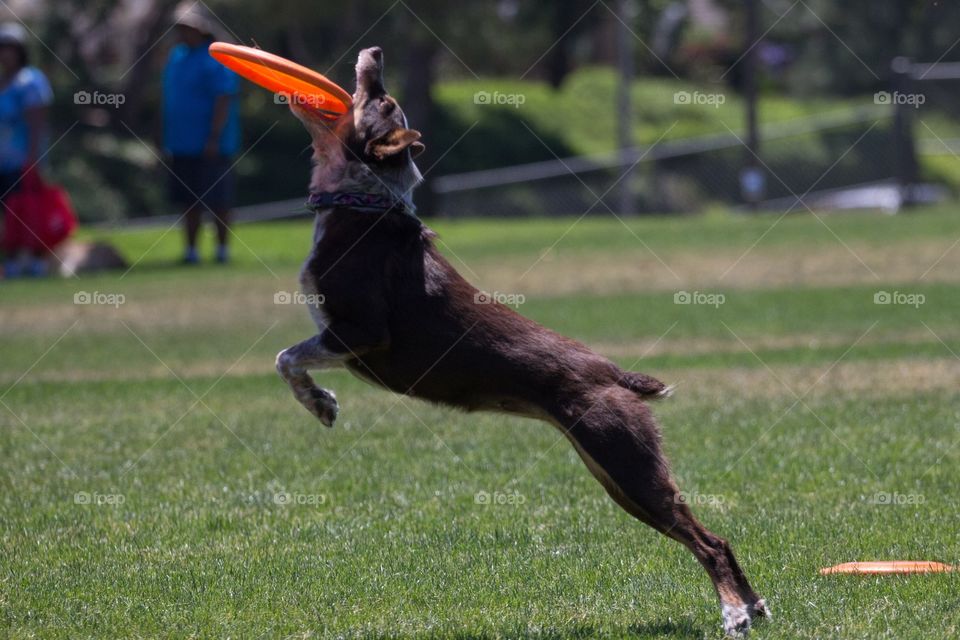 An athlete and a frisbee 