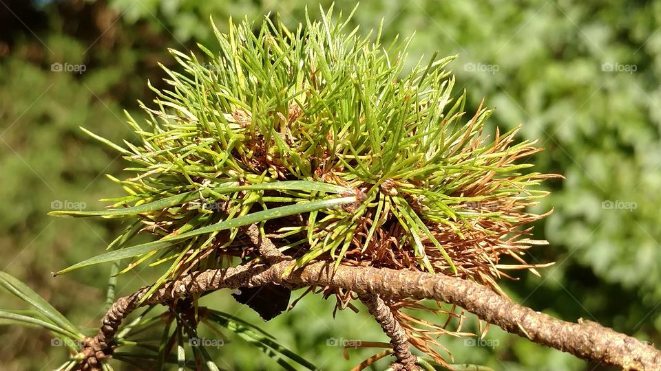 Nature, Leaf, Flora, No Person, Outdoors