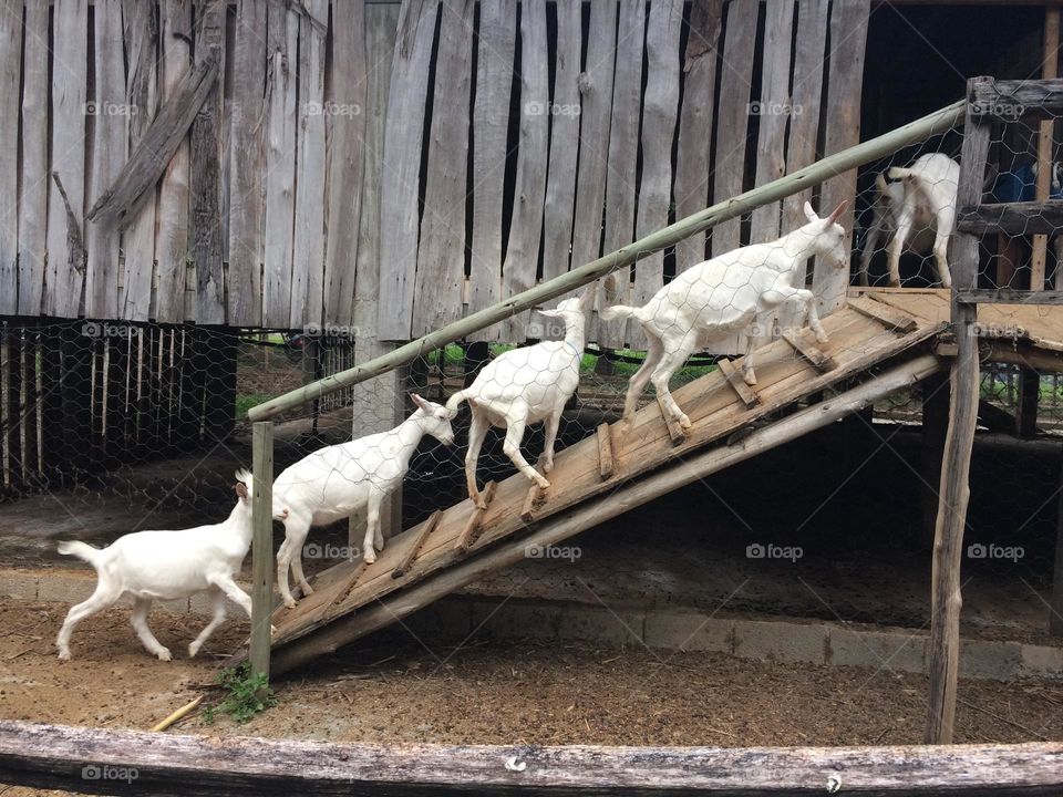 Goats in a row going up a wooden slope