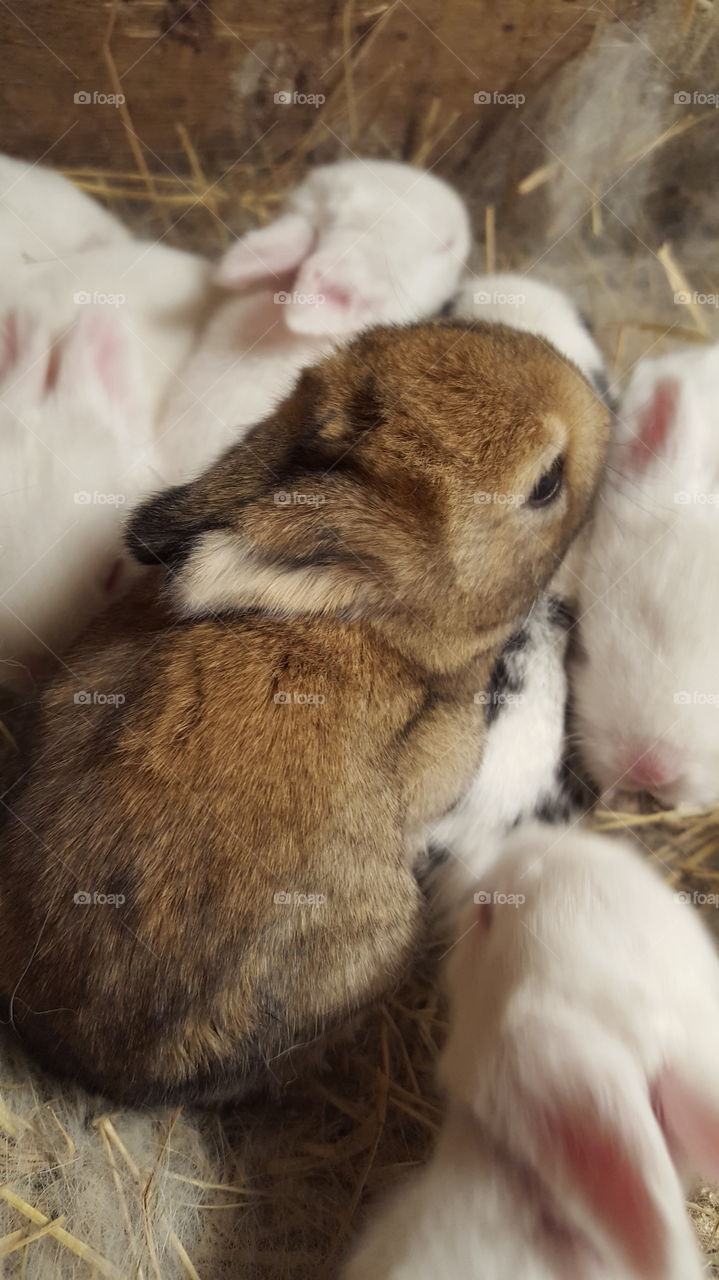 Rabbitts